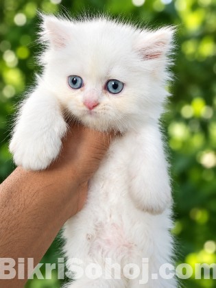 Parsiyan Cat